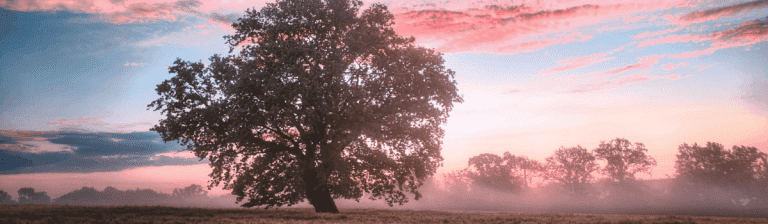 Gentle pink and orange sunrise over a wide, open landscape with a large, solitary tree in the foreground, creating a peaceful and inspiring scene.