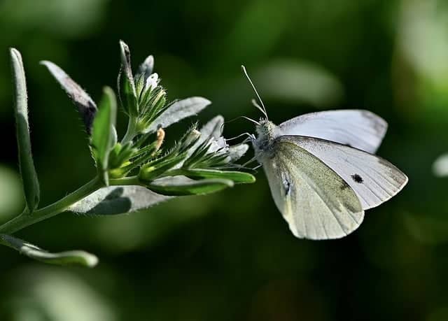 Closeup of a small white butterfly resting on the leaves of a sage green plant